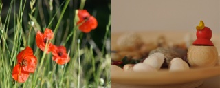 integrative Gestalttherapie zwei Bilder, links Mohnblumen und rechts eine Schüssel mit Muscheln